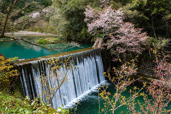 山内ダム湖の浮島桜（中土佐町）｜桜と水面の美しさに心奪われる穴場スポット