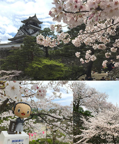 高知城　高知公園の桜