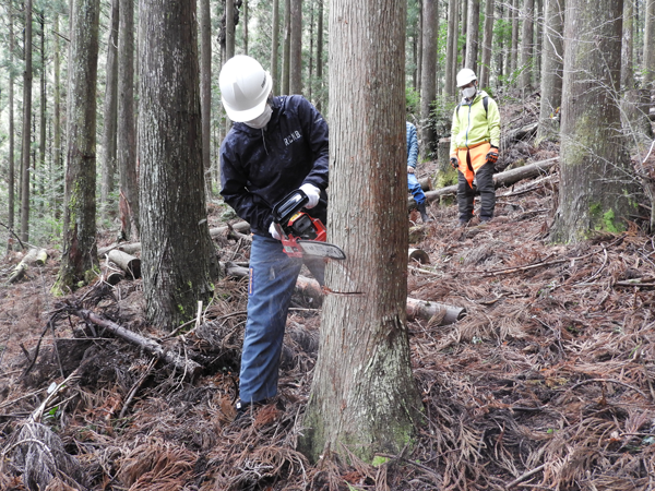 「四銀絆の森」での間伐活動の実施