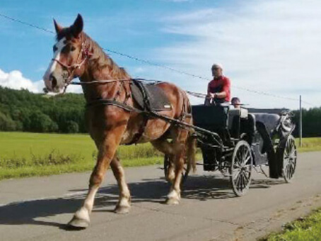 人と馬との共生を目指して希少馬由美子の観光馬車を走らせたい