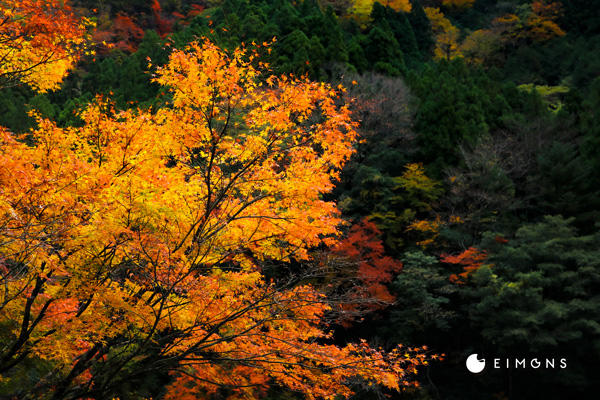 べふ峡｜高知有数の紅葉スポット！山一面が紅葉に染まる秋の美しさは格別。