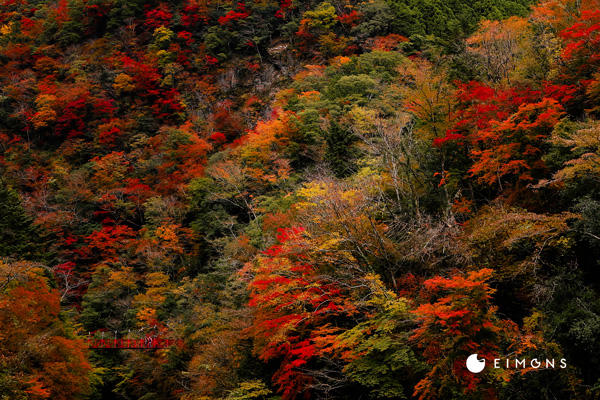 べふ峡｜高知有数の紅葉スポット！山一面が紅葉に染まる秋の美しさは格別。