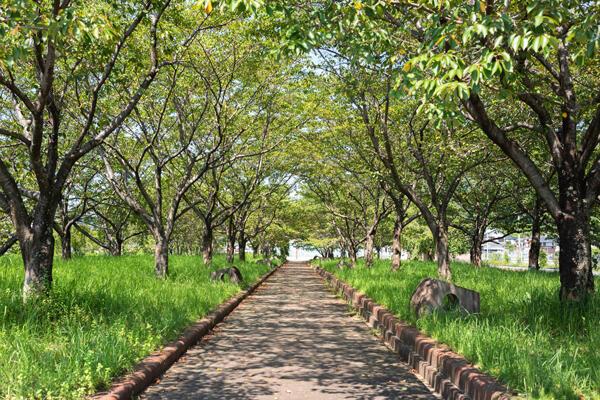 枝川公園