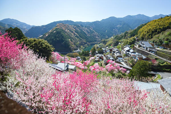 花の里公園（仁淀川町）｜花桃が咲き誇る！地元民が作り上げた小さな公園