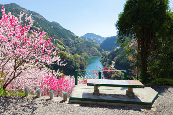 花の里公園（仁淀川町）｜花桃が咲き誇る！地元民が作り上げた小さな公園