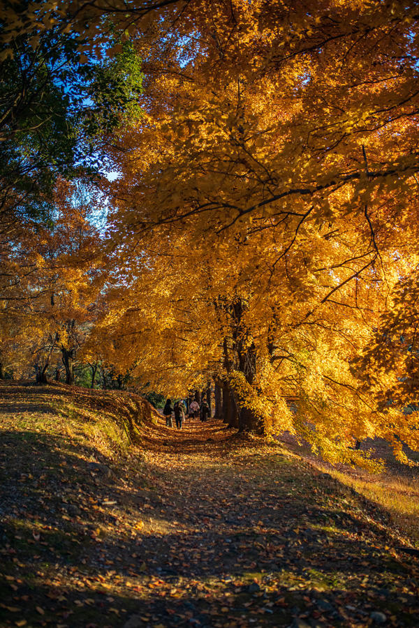 紅葉の賀は賑わいて PR 4枚 紅葉の賀は賑わいて pr 4枚｜ヴァイスシュヴァルツ