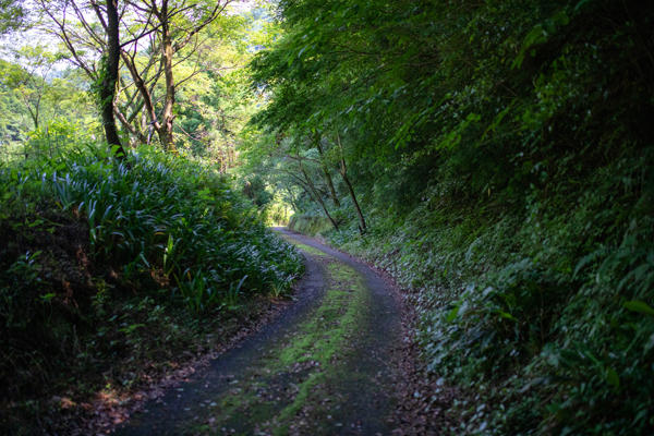 平家の滝（Heikenotaki）｜迫力満点！高知市の鏡川上流にある落差約30ｍの2段瀑