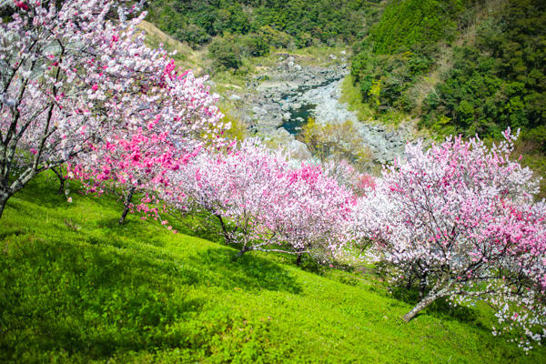 引地橋の花桃（仁淀川町）｜春にしか見られない！新緑と花桃の絶景スポット