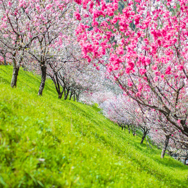 引地橋の花桃（仁淀川町）｜春にしか見られない！新緑と花桃の絶景スポット