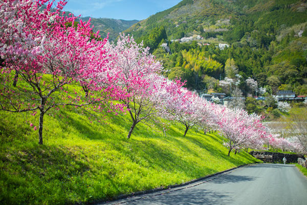 引地橋の花桃（仁淀川町）｜春にしか見られない！新緑と花桃の絶景スポット