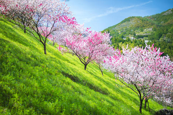 引地橋の花桃（仁淀川町）｜春にしか見られない！新緑と花桃の絶景スポット