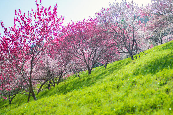 引地橋の花桃（仁淀川町）｜春にしか見られない！新緑と花桃の絶景スポット