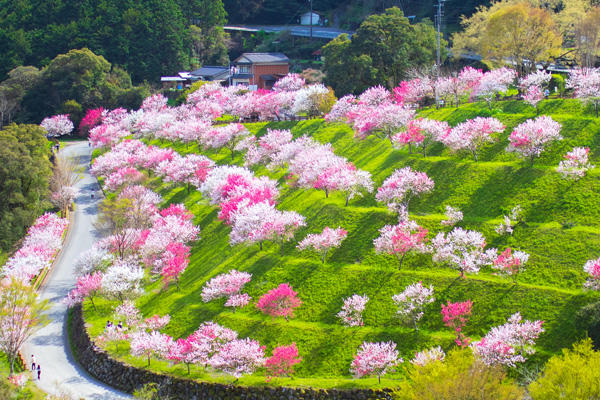 引地橋の花桃（仁淀川町）｜春にしか見られない！新緑と花桃の絶景スポット