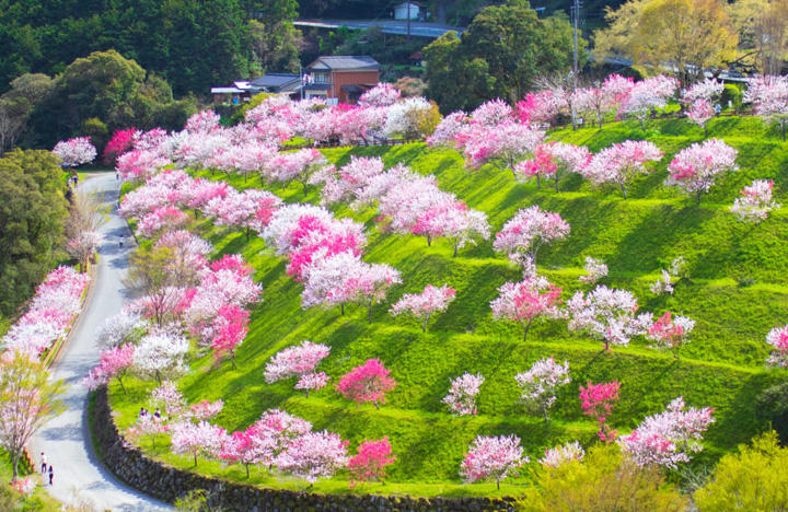 引地橋の花桃（仁淀川町）｜春にしか見られない！新緑と花桃の絶景スポット