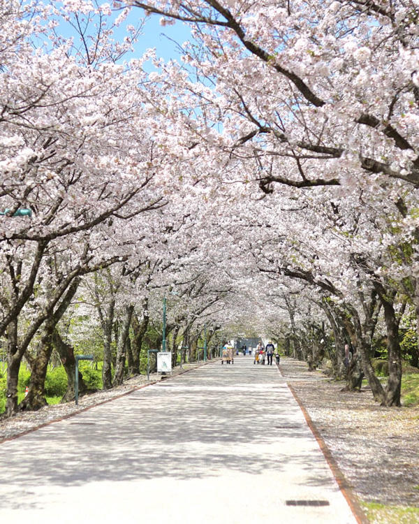 鏡野公園（香美市）｜春は必ず訪れたい！高知有数の桜の名所