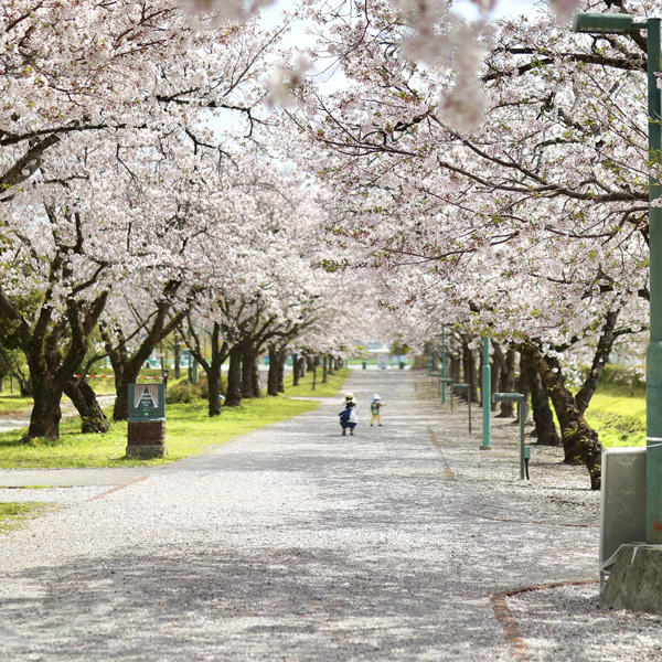 鏡野公園（香美市）｜春は必ず訪れたい！高知有数の桜の名所