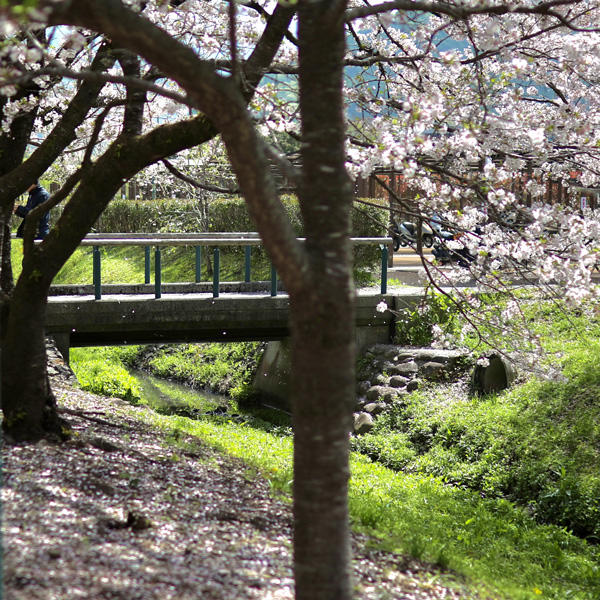 鏡野公園（香美市）｜春は必ず訪れたい！高知有数の桜の名所