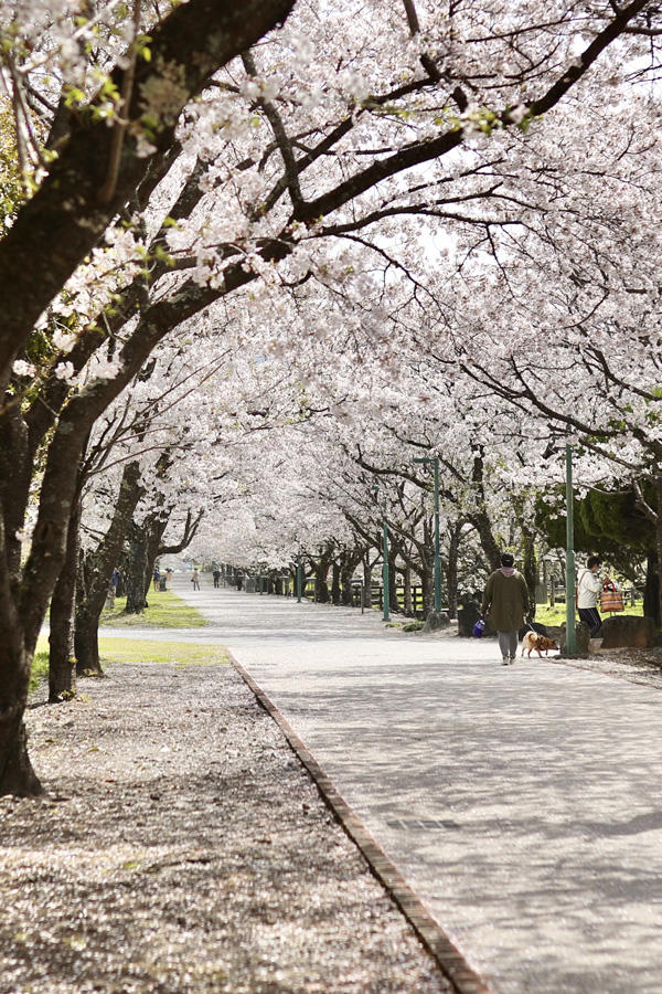 鏡野公園（香美市）｜春は必ず訪れたい！高知有数の桜の名所