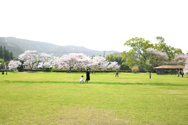 鏡野公園（香美市）｜春は必ず訪れたい！高知有数の桜の名所