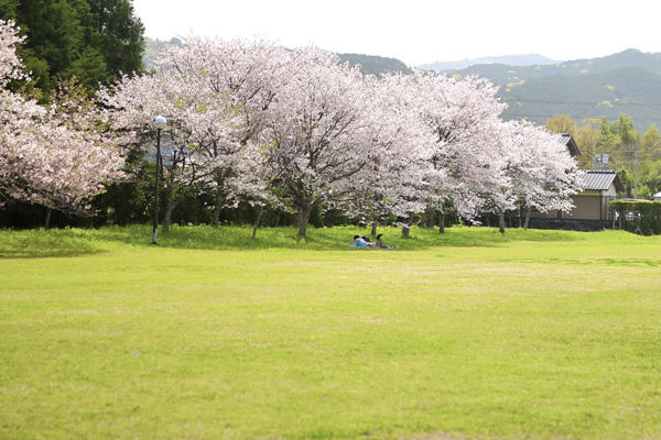 鏡野公園（香美市）｜春は必ず訪れたい！高知有数の桜の名所