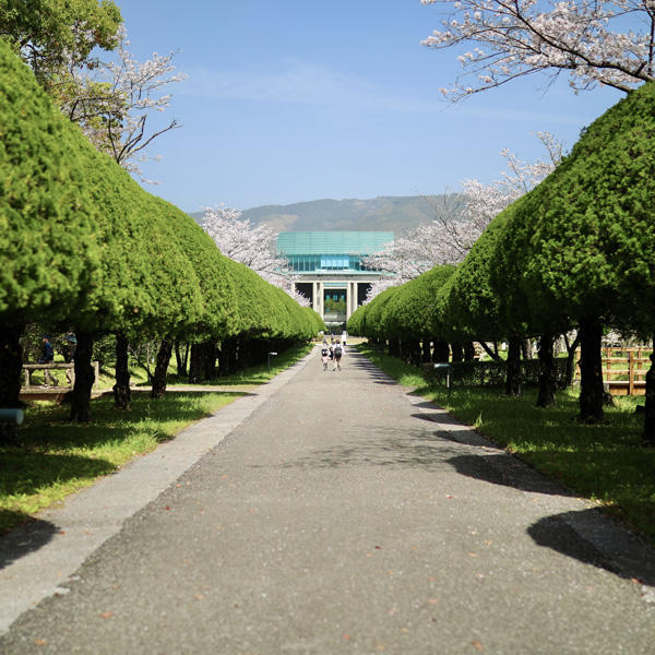 鏡野公園（香美市）｜春は必ず訪れたい！高知有数の桜の名所