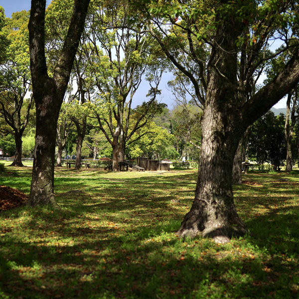 鏡野公園（香美市）｜春は必ず訪れたい！高知有数の桜の名所