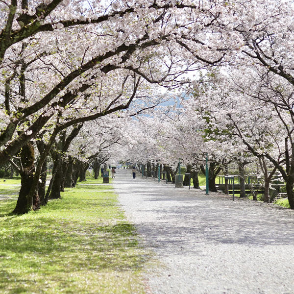 鏡野公園（香美市）｜春は必ず訪れたい！高知有数の桜の名所