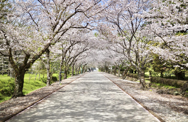 鏡野公園（香美市）｜春は必ず訪れたい！高知有数の桜の名所