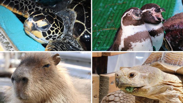 カワウソ舎をリニューアルしてカワウソたちを守れ！桂浜水族館がクラウドファンディングに挑戦中