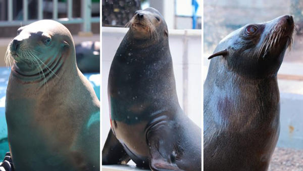 カワウソ舎をリニューアルしてカワウソたちを守れ！桂浜水族館がクラウドファンディングに挑戦中