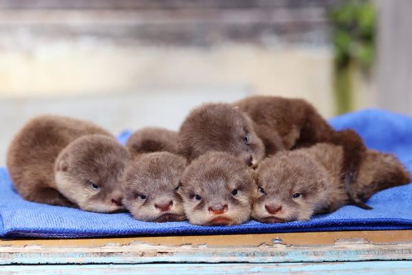 カワウソ舎をリニューアルしてカワウソたちを守れ！桂浜水族館がクラウドファンディングに挑戦中