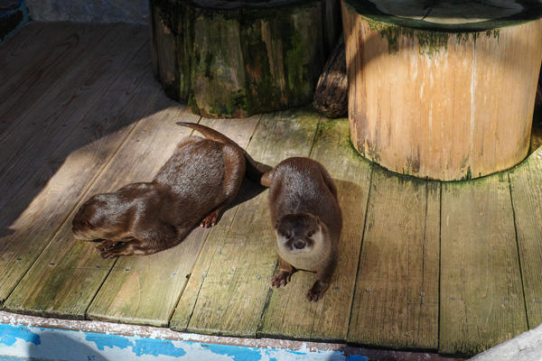 カワウソ舎をリニューアルしてカワウソたちを守れ！桂浜水族館がクラウドファンディングに挑戦中