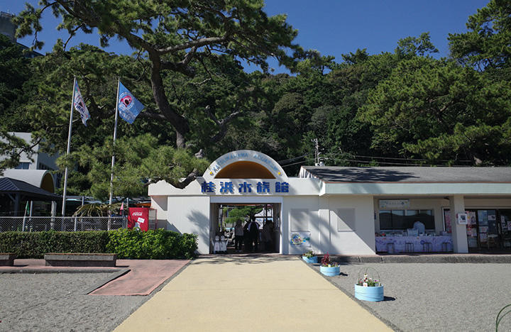 カワウソ舎をリニューアルしてカワウソたちを守れ！桂浜水族館がクラウドファンディングに挑戦中
