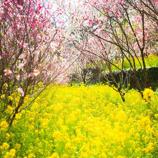 西川花公園｜香南市の春の花見イベント「西川花祭り」