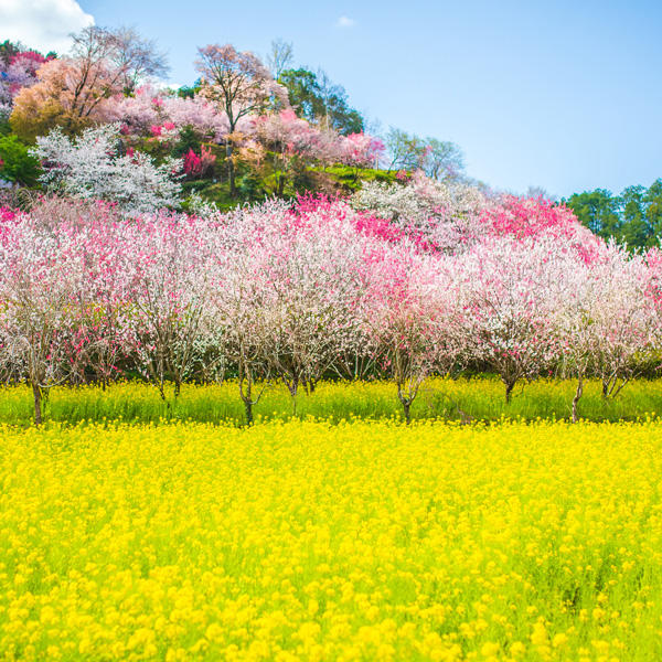 西川花公園｜香南市の春の花見イベント「西川花祭り」