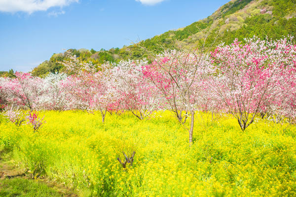 西川花公園｜香南市の春の花見イベント「西川花祭り」