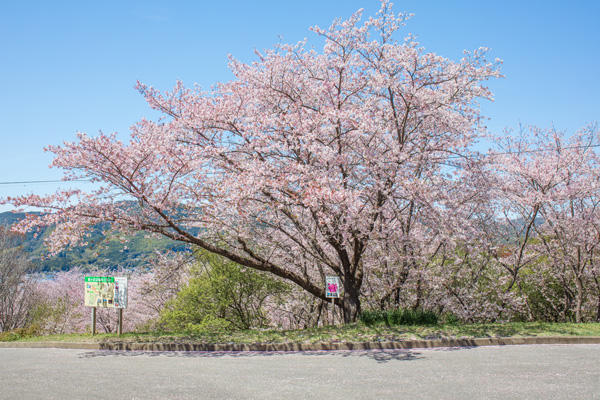 桜ヶ丘公園｜高知有数のスポットが芸西村に！知る人ぞ知る桜の名所