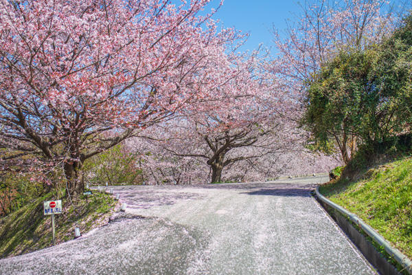 桜ヶ丘公園｜高知有数のスポットが芸西村に！知る人ぞ知る桜の名所