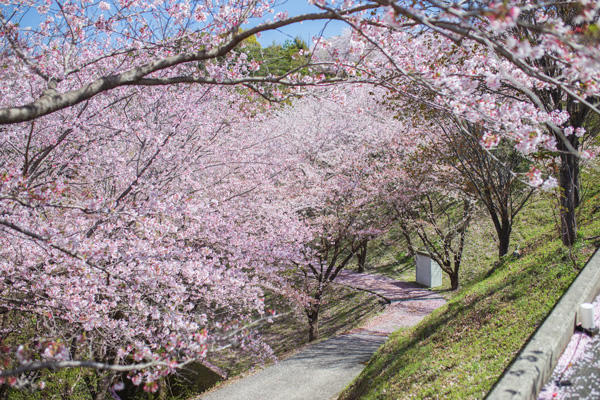 桜ヶ丘公園｜高知有数のスポットが芸西村に！知る人ぞ知る桜の名所