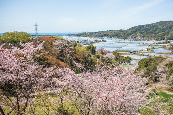 桜ヶ丘公園｜高知有数のスポットが芸西村に！知る人ぞ知る桜の名所