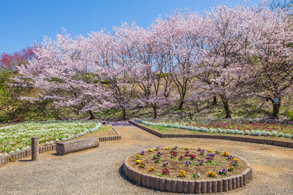 桜ヶ丘公園｜高知有数のスポットが芸西村に！知る人ぞ知る桜の名所