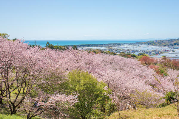 桜ヶ丘公園｜高知有数のスポットが芸西村に！知る人ぞ知る桜の名所