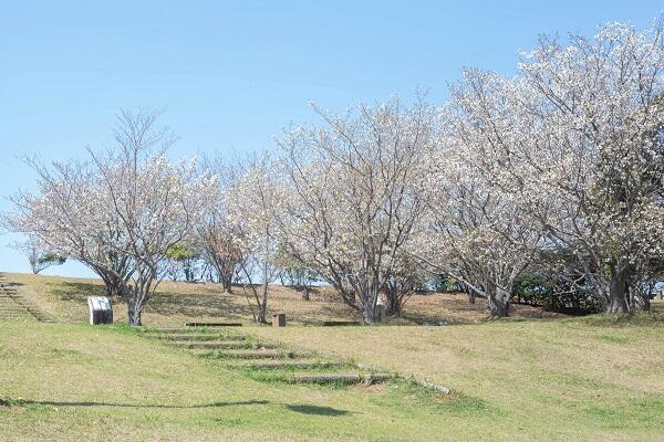 桜づつみ公園はただの花見スポットじゃない！世界に誇る遊具と自然が魅力