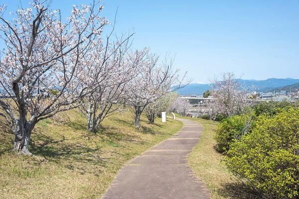 桜づつみ公園はただの花見スポットじゃない！世界に誇る遊具と自然が魅力