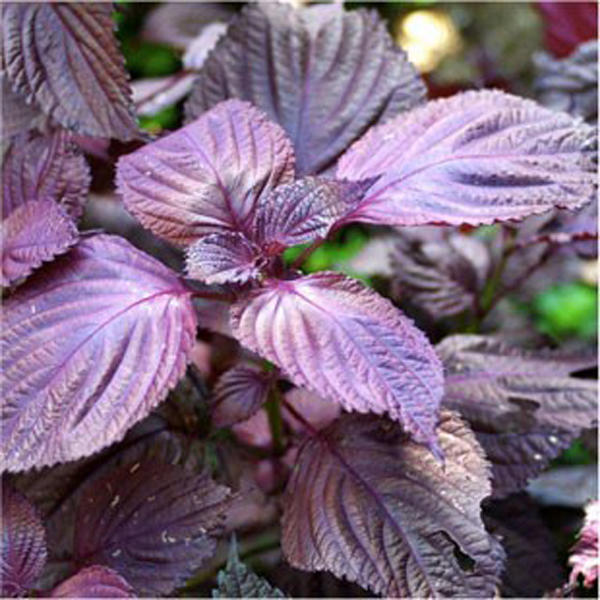 本山町から全国へ！スッと爽やかな「さめうらフーズ」のしそジュース