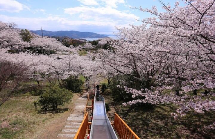 四国で桜を見るならここ！名所から穴場まで満開の景色が楽しめるスポットを紹介