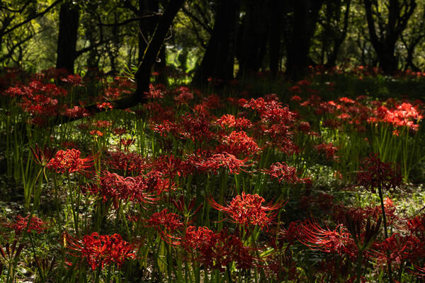 入田ヤナギ林曼珠沙華｜四万十の秋を彩る赤い花景色
