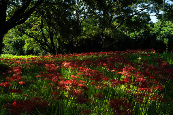 入田ヤナギ林曼珠沙華｜四万十の秋を彩る赤い花景色