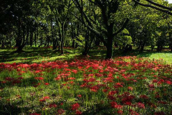 入田ヤナギ林曼珠沙華｜四万十の秋を彩る赤い花景色