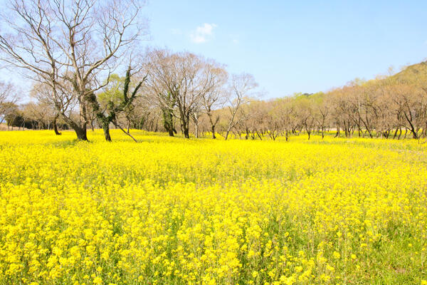 入田ヤナギ林曼珠沙華｜四万十の秋を彩る赤い花景色